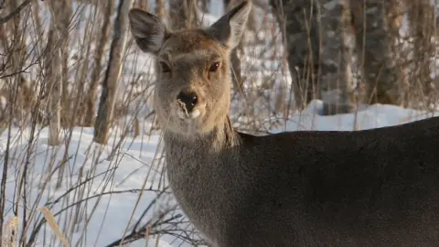 Getty Images File image of a Japanese deer