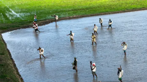 Alamy People harvesting rice in Guyana