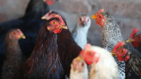 Reuters File picture of chickens on a farm