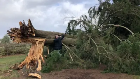 A fallen tree