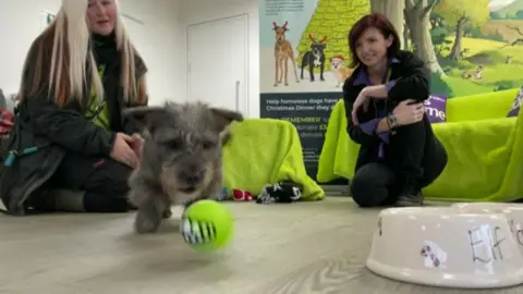 BBC Staff play with Teddy