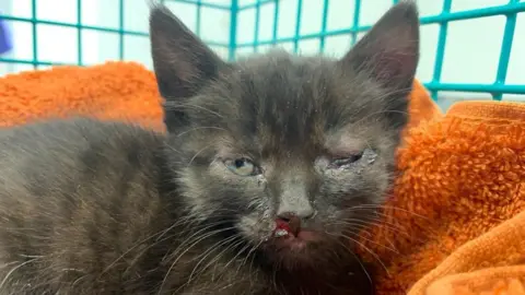 RSPCA Bess the kitten