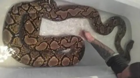 Jade Sharmann Tinkerbell