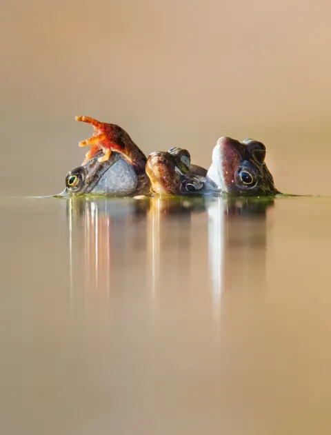 Ian Mason / British Wildlife Photo Awards Common frog (Rana temporaria)