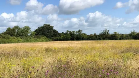 National Trust  Flower rich meadows at Lytes Cary