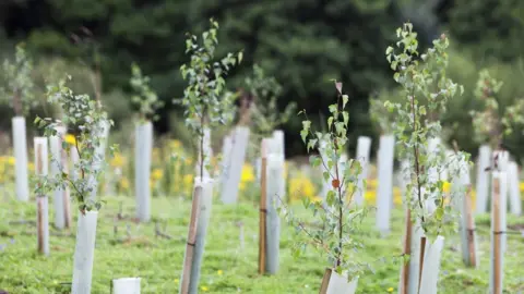 Getty Images Newly planted trees