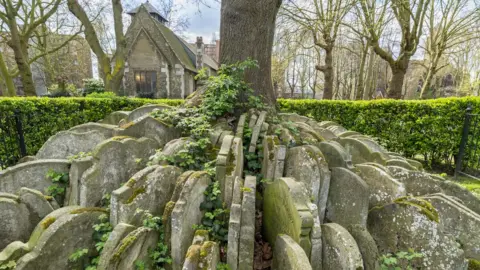 Getty Images Hardy tree