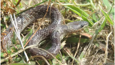 Pablo Garcia-Diaz Wolf snake: Introduced to Christmas Island from South-East Asia