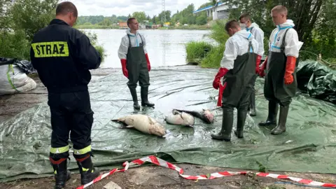 Mass fish die-off in German-Polish river blamed on unknown toxic