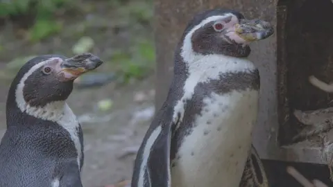 Dudley Zoo and Castle Humbolt penguins