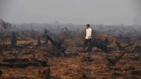 Getty Images A man walks through burned forests in Indonesia