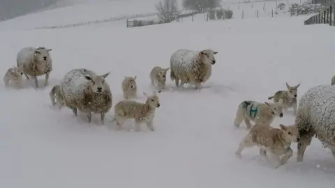 Fronheulog Caravan Park / Facebook Sheep playing in snow at Fronheulog Caravan Park