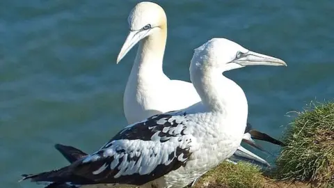 Geograph/Robin Drayton Gannets at Bempton Cliffs