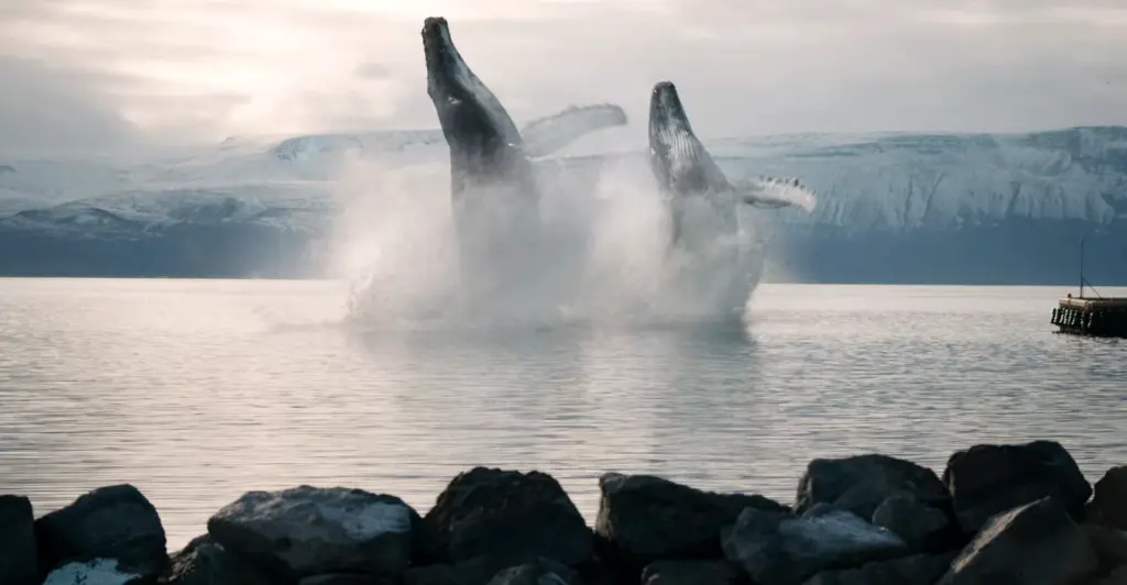 Netflix Two CGI whales in the Eurovision film