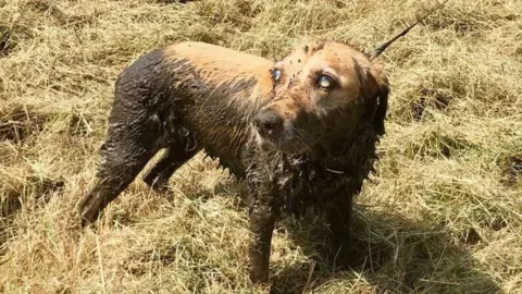 Bucks Fire Service Dog after being rescued