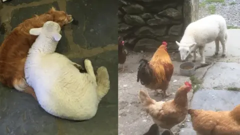 Carol Griffiths Beaky with dog Lottie and in another picture with the hens