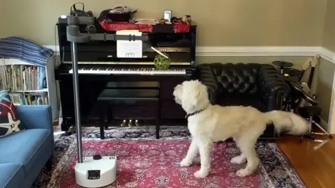 Hello Robot's Stretch RE1 robot plays with a dog