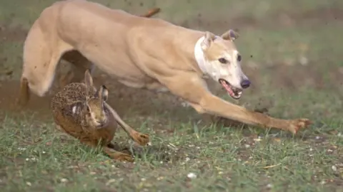 Getty Images hare coursing