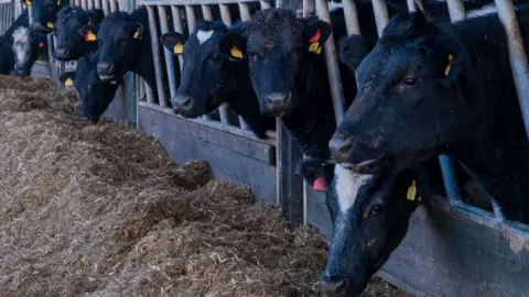 Getty Images Cows