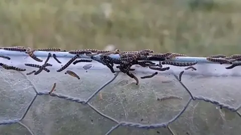 Likely Ermine moth caterpillars