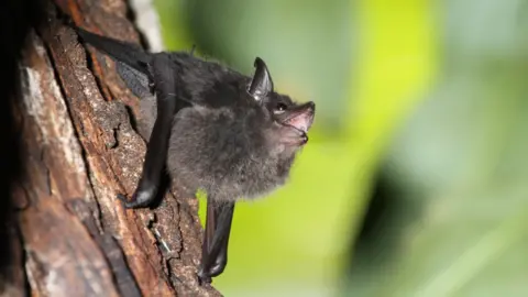 Michael Stifter Babbling bat pup (c) Michael Stifter