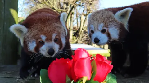 Drusillas Park Red pandas Maja and Mulan at Drusillas Park