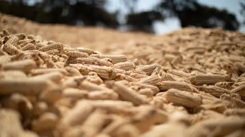Getty Images Dried maize cobs in Zimbabwe
