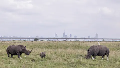 Getty Images Black rhinos in Nairobi National Park with the city in the background, Kenya - Friday 3 June 2022