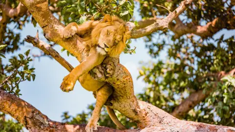 Getty Images Lion at Queen Elizabeth National Park