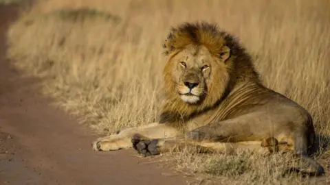 Gerald Anderson/Anadolu Agency Lion sat on dry grass, 10 August 2023