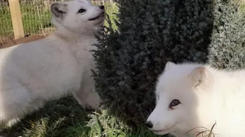 Ark Wildlife Park & Exotic Animal Sanctuary Arctic foxes