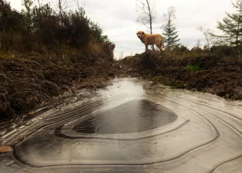 Weatherwatcher Lisa Lethen Dog looking at frozen puddle