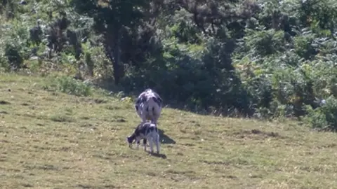 Picture of cow and calf on dried gazing land