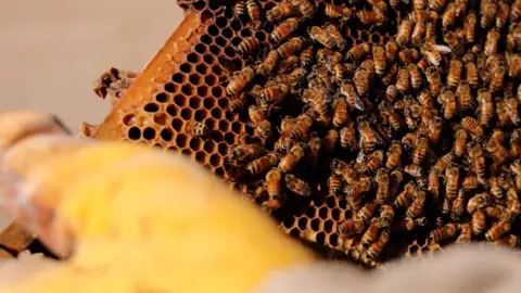 Pamela Parker Honey bees