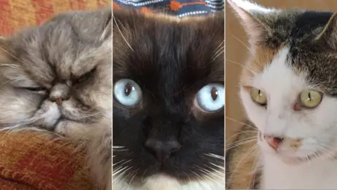 Snarl/Jerome family/David Emmerson Bertie, Ukiyo and Missy