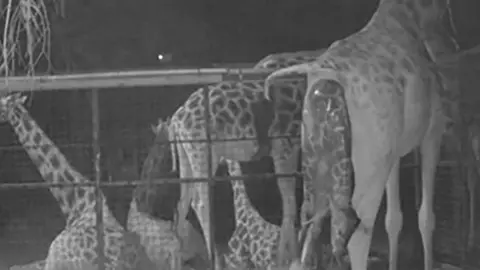 Birth of giraffe captured on CCTV