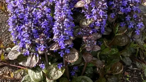 Dea Fischer Ajuga reptans Braunherze at Oxburgh parterre