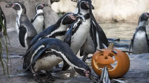 WMSP Penguins with pumpkin