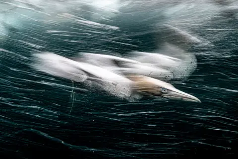 Henley Spiers/UPY2022 A gannet swims underwater