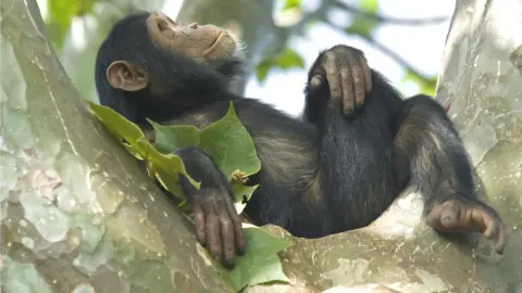 Getty Images Chimp in Tanzania