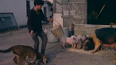 Graham Clews walks pet leopard Charlie as he feeds the pigs