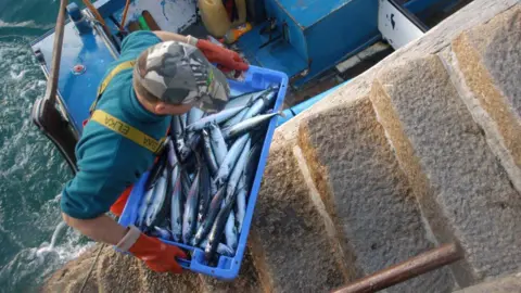 BBC A catch of Mackerel being brought ashore from a small in shore fishing boat at St Ives, Cornwall