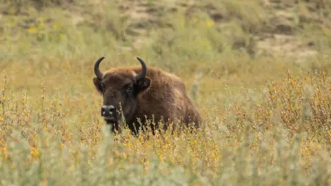 Kent Wildlife Trust Bison