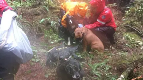 Courtesy North Shore Rescue Chloe, Roxy and Bubba being rescued from the bush