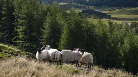 Getty Images Sheep on Scottish hillfarm