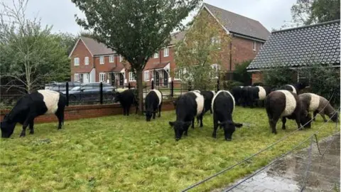 Gabi Payne A group of very wet cows in a grassy area after being rescued from flood water