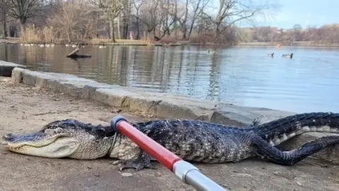 New York alligator captured in Brooklyn's Prospect Park