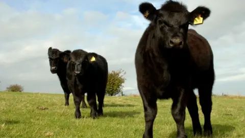 Getty Images Aberdeen Angus cattle