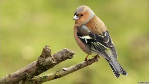 Getty Images Chaffinch