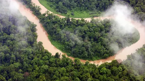 Getty Images Rainforest